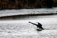 Incoming black swan