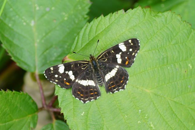 Landkärtchen in Sommer-Variante