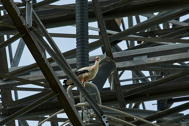 Storch