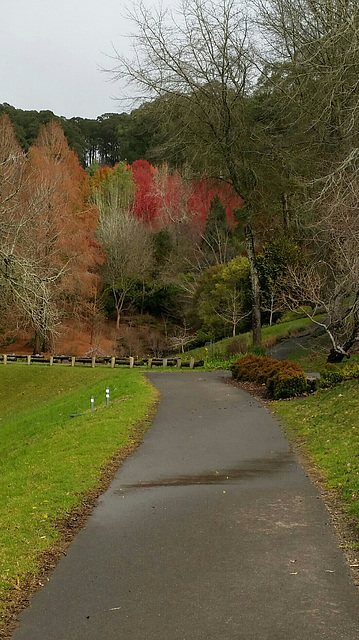 at Mt Lofty early winter