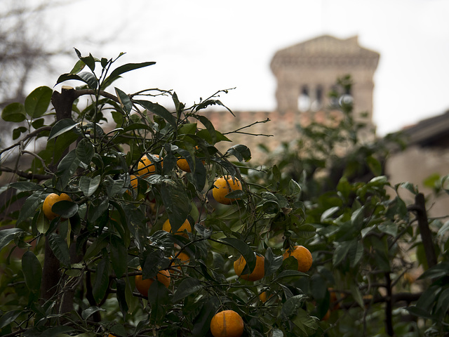 The Orange Garden or Savello Park, on the Aventine Hill, Rome