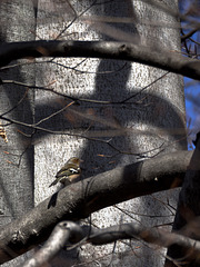 Sheltered from big trunk