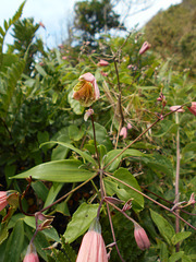 DSCN1645 - lírio-trepador ou cará-de-caboclo Bomarea edulis, Alstroemeriaceae