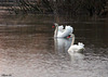 SAINTE GEMMES sur LOIRE