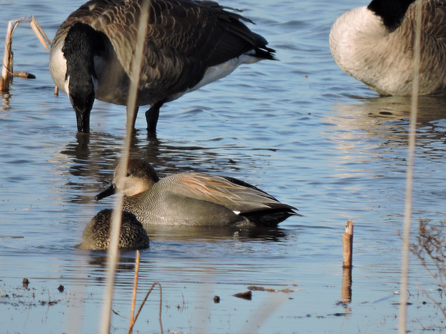 Gadwall