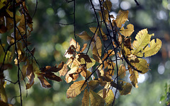 Lumières d'automne