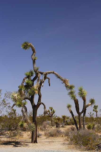 Joshua Trees