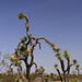 Joshua Trees