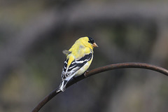 American Goldfinch