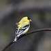 American Goldfinch