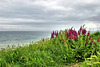 Flowers along the coast ~ West Bay