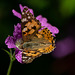 Painted Lady Butterfly