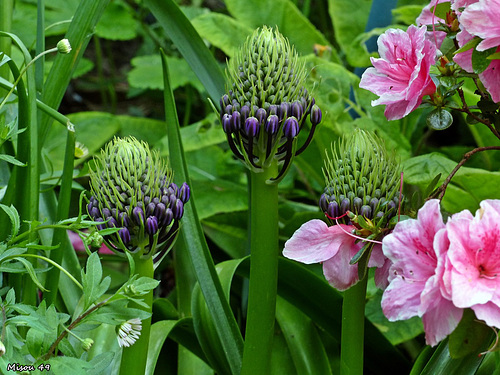 Dans mon jardin .