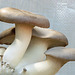 Edible King Oyster mushrooms, Akesi Farms