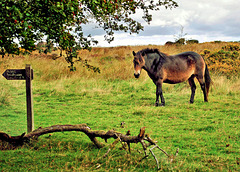 Exmoor Pony