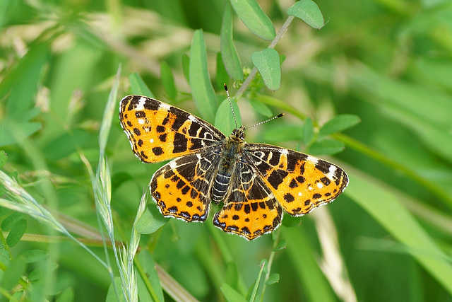 Landkärtchen (Frühlingsvariante)