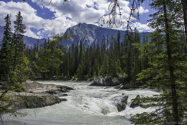 am Kicking Horse River (© Buelipix)