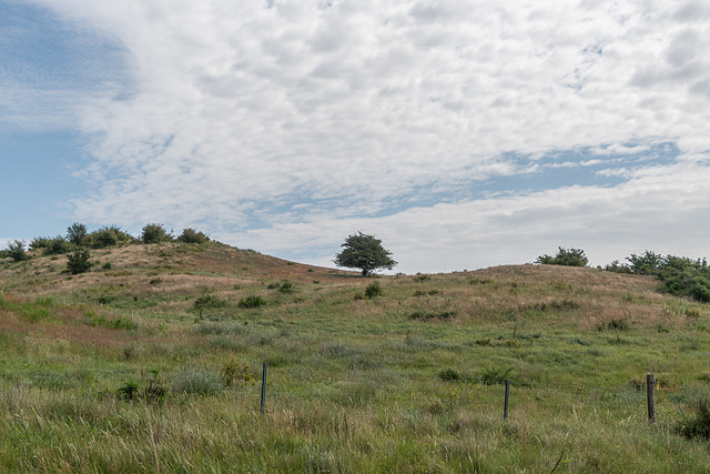 Hiddensee, Dornbusch