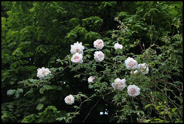 Rosier 'Alfred Carrière'