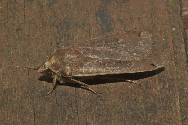 IMG 9738moth