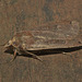 IMG 9738moth