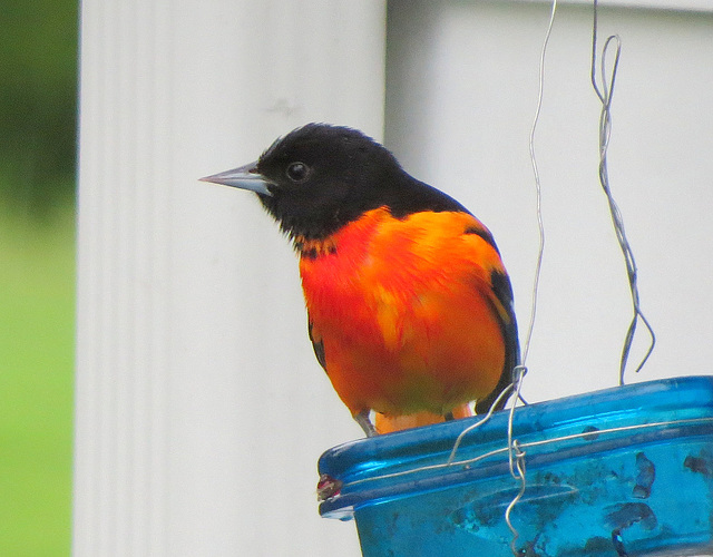 The male Baltimore Oriole is back