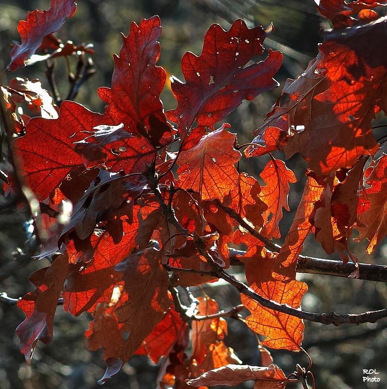 Lumière d'automne