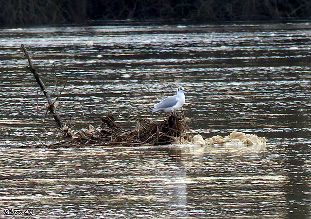 SAINTE GEMMES sur LOIRE