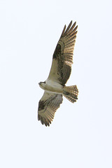 Western Osprey