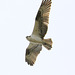 Western Osprey