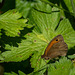 Meadow Brown Butterfly