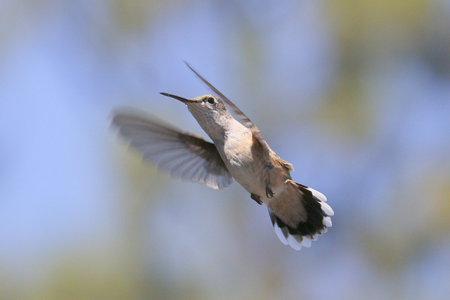 Rufous Hummingbird