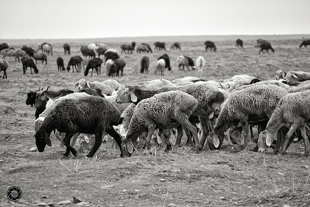 Fat-tailed sheeps in Afghanistan