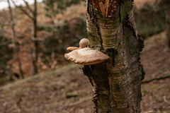 Bracket fungus