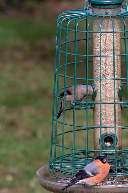 Bullfinches