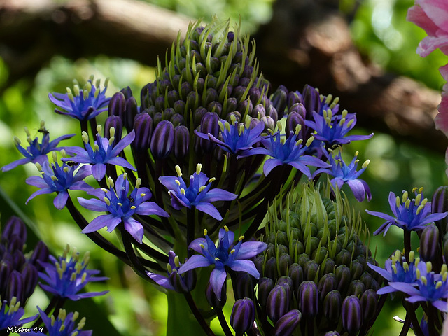 Dans mon jardin .