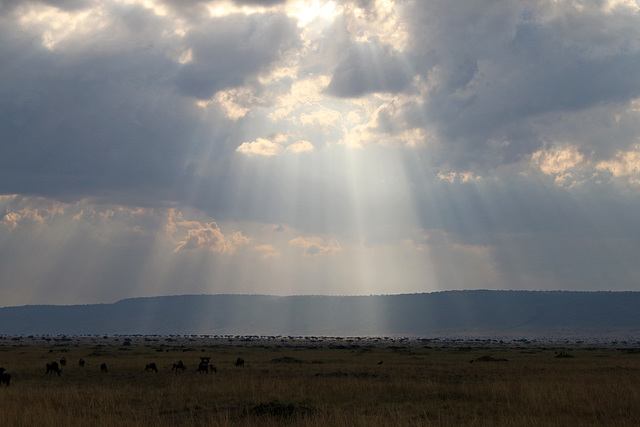 The light on the plains