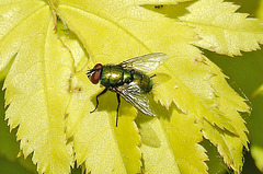 20200602 8049CPw [D~LIP] Gold-Ahorn (Acer shiras 'Aureum'), Goldfliege [Grüne Schmeißfliege] (Lucilia caesar), Bad Salzuflen