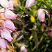 IMG 9772 Bumblebeev2