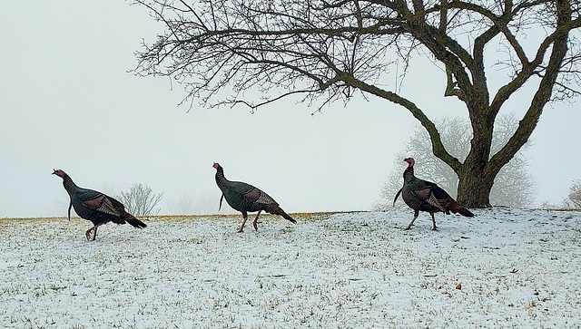 The Turkey Parade.