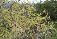 Salix sp (1)