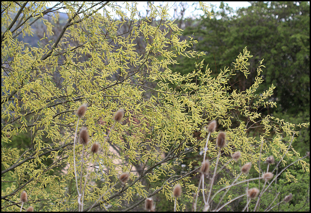Salix sp (1)