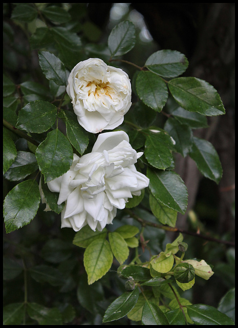 Rosier 'Alberic Barbier'