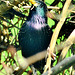 Starling in all his Spring Finery. With a twig to impress the "Laydees"