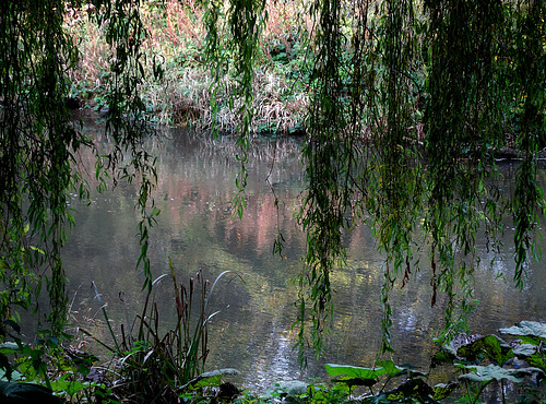 Willow by the River Blyth. Northumberland
