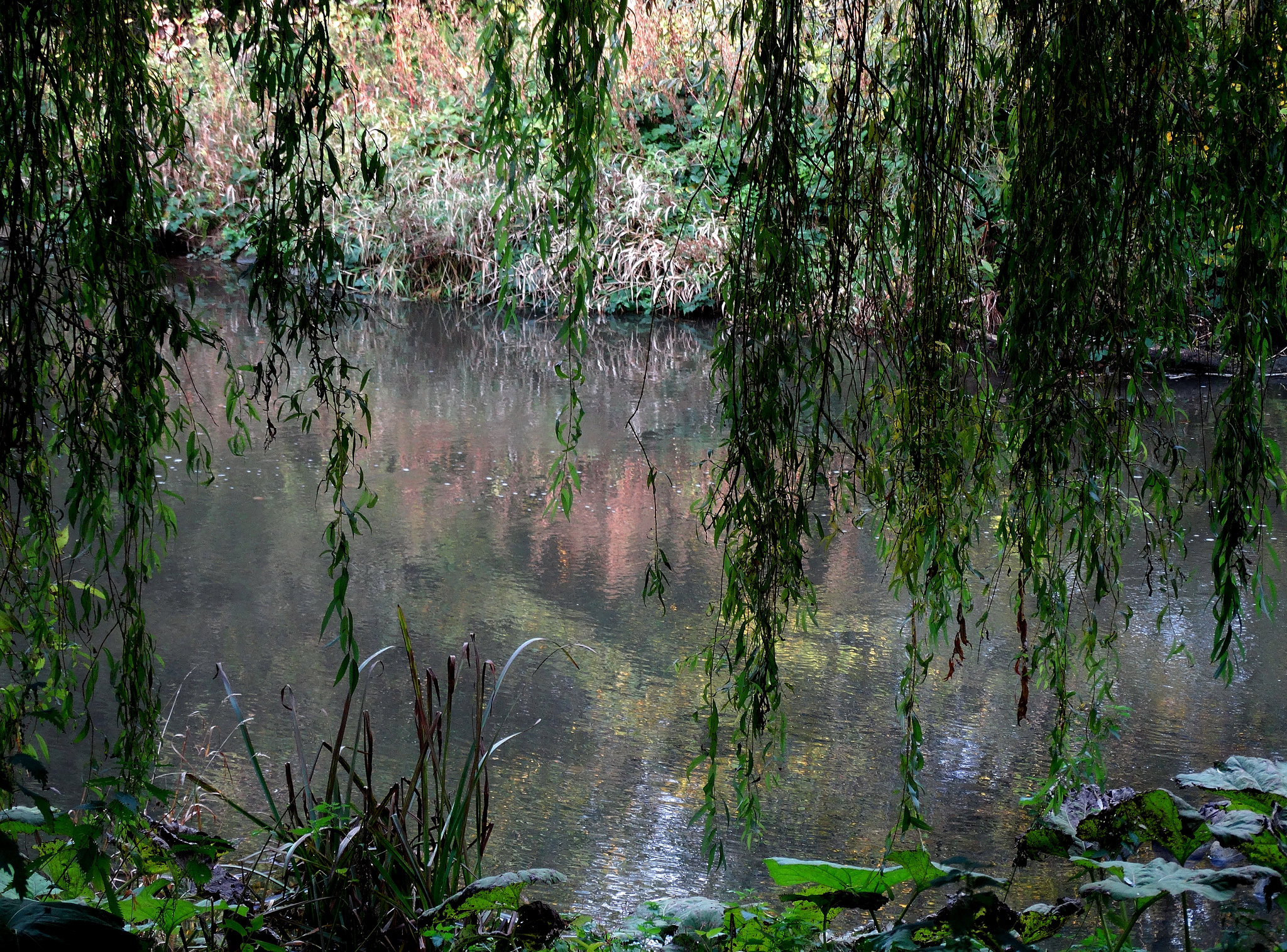 Willow by the River Blyth. Northumberland