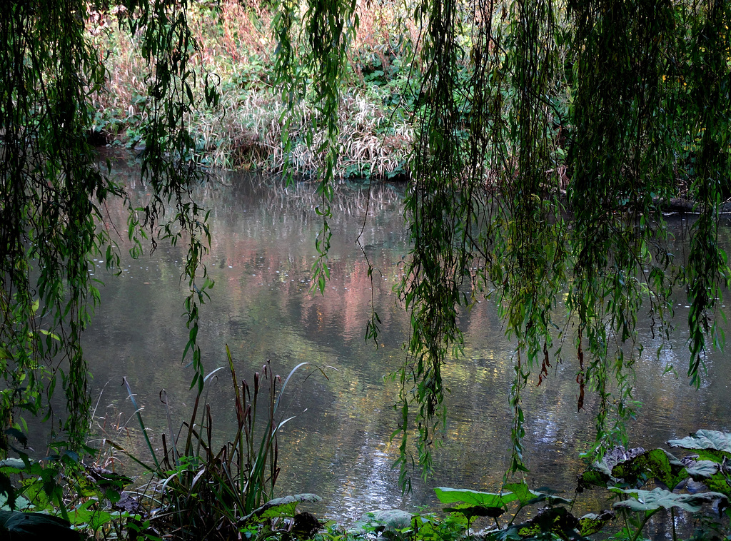 Willow by the River Blyth. Northumberland