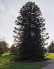 Monkey Puzzle