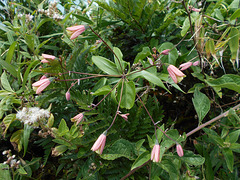 DSCN1646 - lírio-trepador ou cará-de-caboclo Bomarea edulis, Alstroemeriaceae