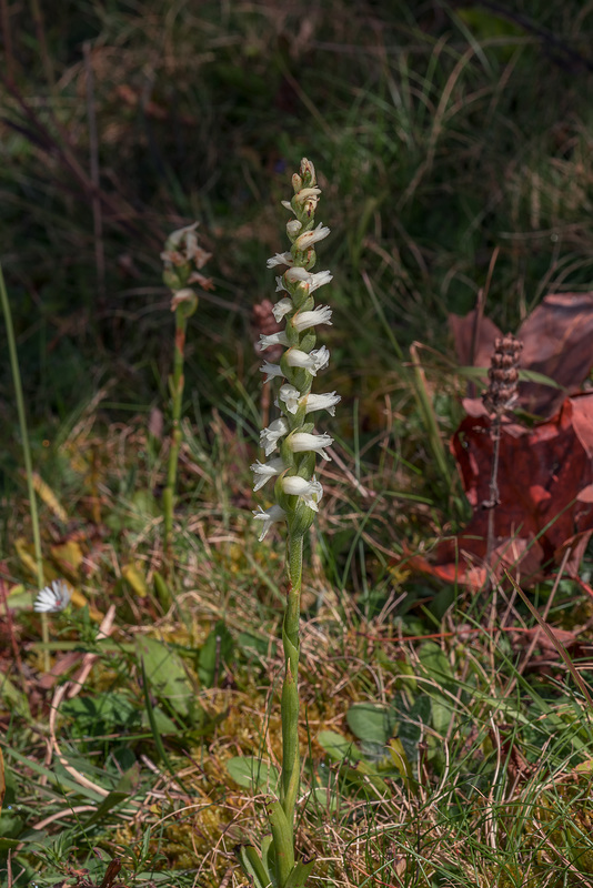 Spiranthes cernua (Nodding Ladies'-tresses orchid)